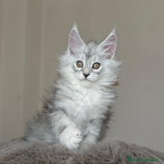 Maine Coon Gattino 6