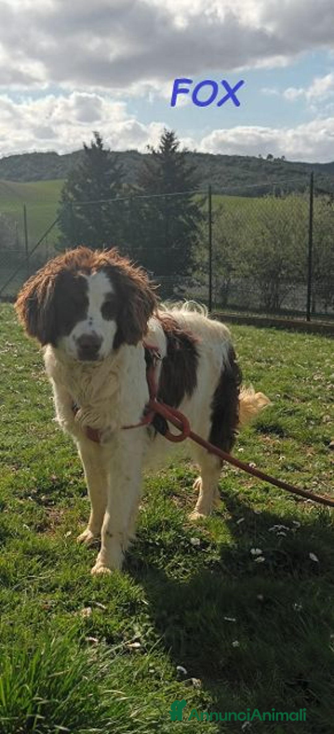 Meticcio cani in regalo: FOX timido mix springerino tg mediopicc. - Annuncio 1