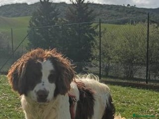 Meticcio cani FOX timido mix springerino tg mediopicc. - Annuncio 1