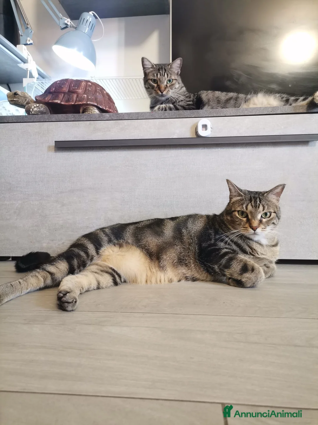 Europeo gatti in regalo: Gatti europei fratelli - Annuncio 2