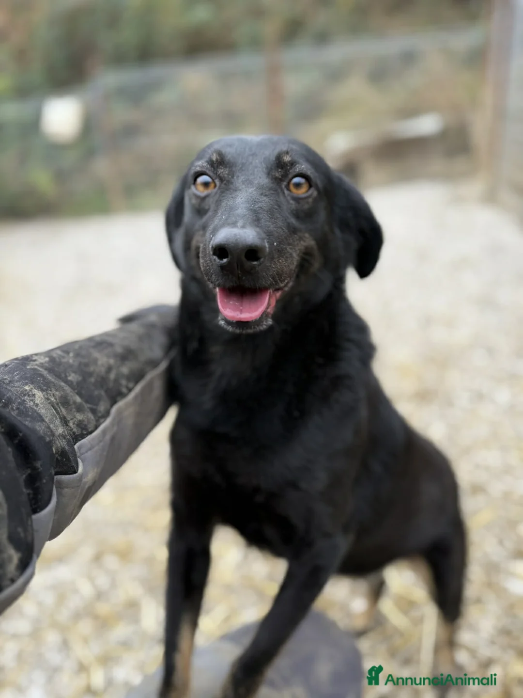 Meticcio cani in regalo: STELLA, nanetta dolce da morire! - Annuncio 4