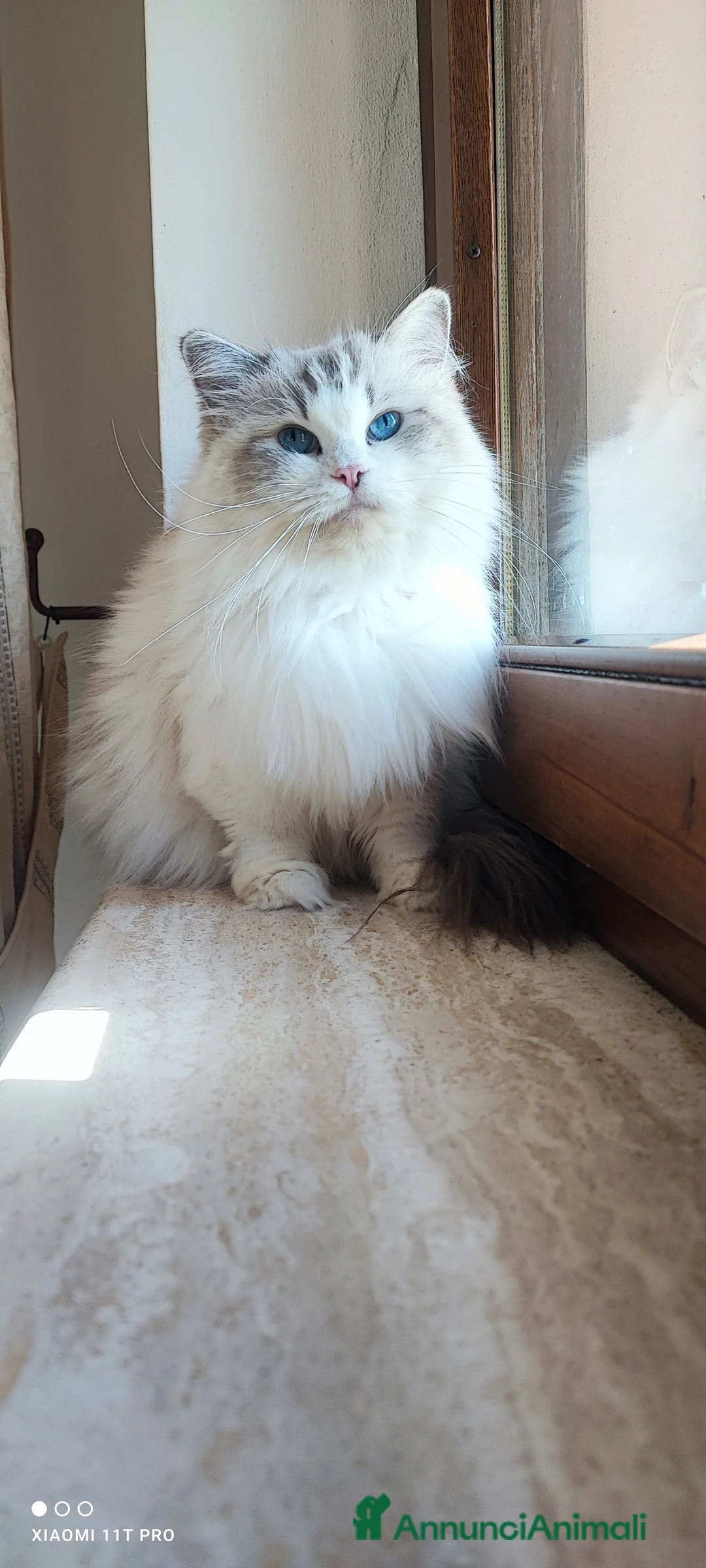 Ragdoll gatti in vendita: Stupendo cucciolo ragdoll con pedigree ministerial - Annuncio 5