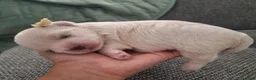 Maltese cani in vendita: Maltesi maschi PEDIGREE ENCI - Annuncio 3
