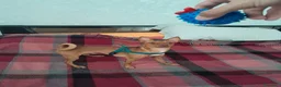 Pinscher Miniatura cani per accoppiamento: Pinscher maschio pronto per accoppiamento - Annuncio 1