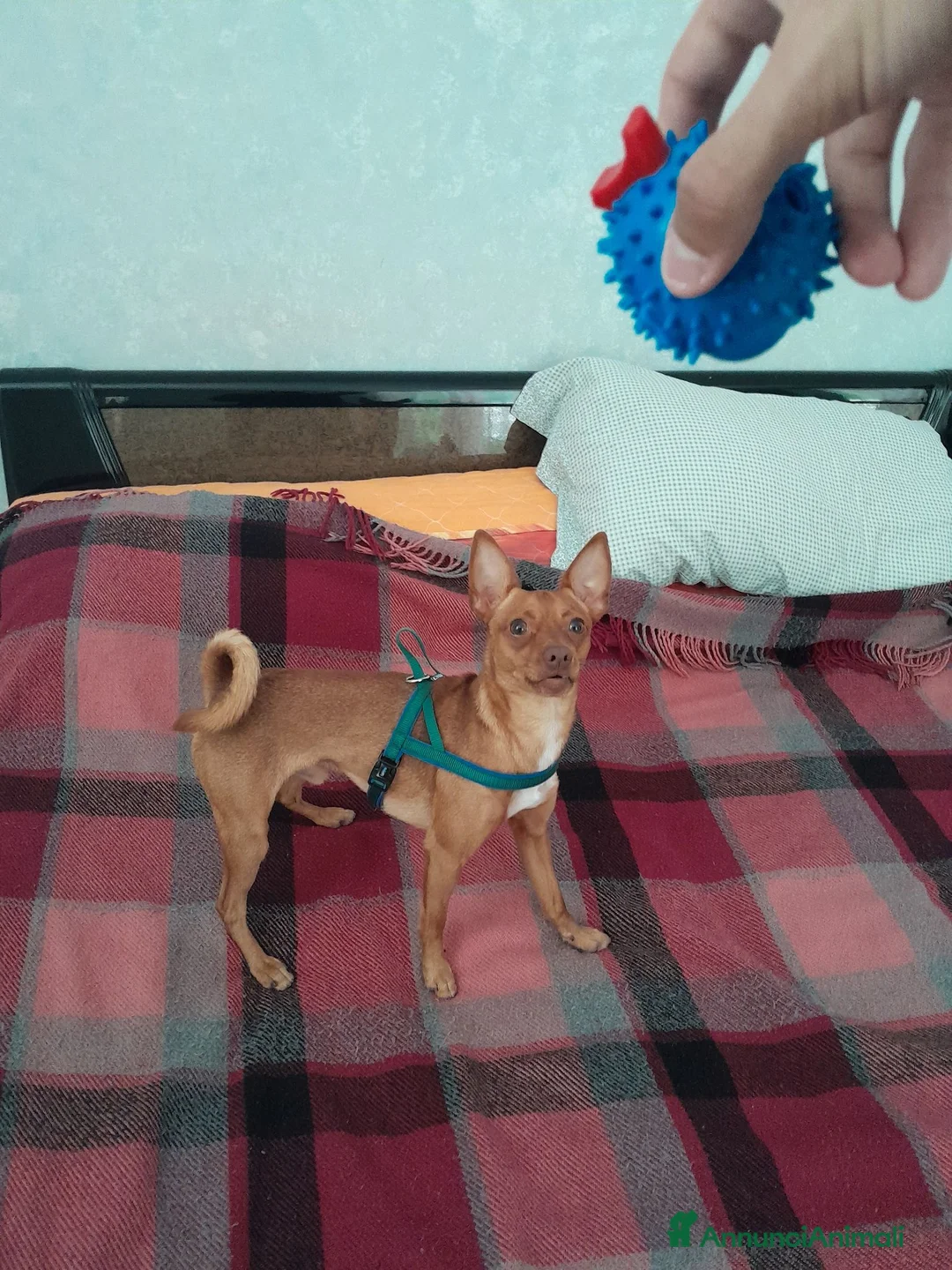 Pinscher Miniatura cani per accoppiamento: Pinscher maschio pronto per accoppiamento - Annuncio 1