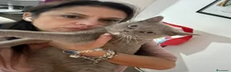 British gatti in vendita: Dolcissima British short air a Città metropolitana di Milano - Annuncio 5