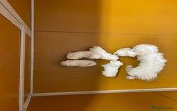 Maltese cani in vendita: Cuccioli maltesi toy - Immagine 3