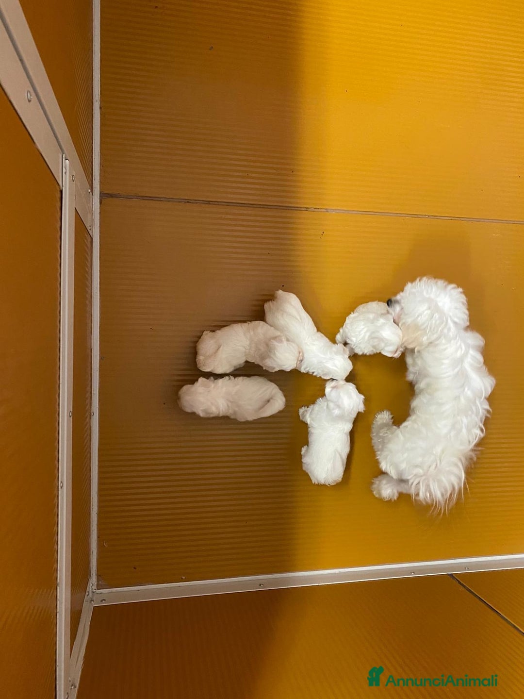 Maltese cani in vendita: Cuccioli maltesi toy - Immagine 3