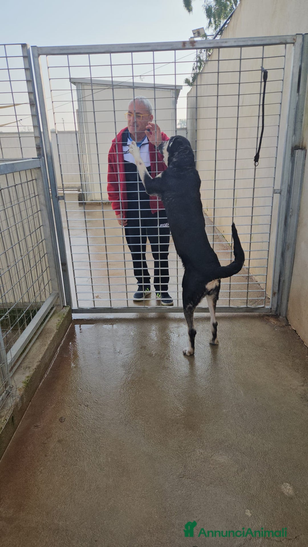 Meticcio cani in regalo: Fabrizia: taglia grande, dolce ed equilibrata  - Annuncio 10