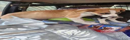 Meticcio cani in regalo: 3cucciole femmine sui 3mesi tg media SOS COSENZA - Annuncio 7