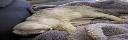 Scottish gatti per accoppiamento: Scottish fold disponibile per accoppiamento - Annuncio 8