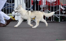 Husky cani per accoppiamento: Splendido Siberian Husky per accoppiamento a Provincia di Cuneo - Immagine 7