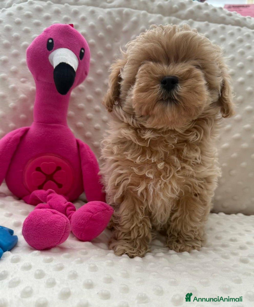 Meticcio cani in vendita: Bellissimi Maltipoo Mini F1 - Annuncio 20