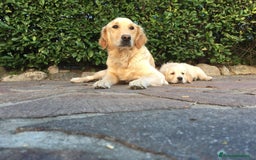 Golden Retriever cani in vendita: Vendesi cuccioli di Golden Retriever  a Provincia di Varese - Immagine 14