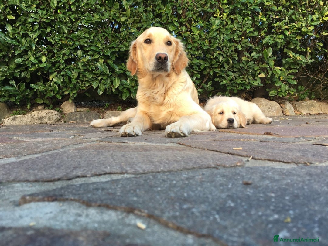 Golden Retriever cani in vendita: Vendesi cuccioli di Golden Retriever  a Provincia di Varese - Immagine 14