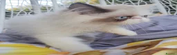 Persiano gatti in vendita: Femmina di persiano  - Annuncio 6