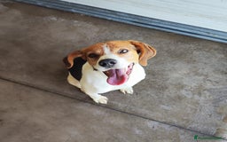 Altre razze cani in regalo: PACO   - Immagine 2