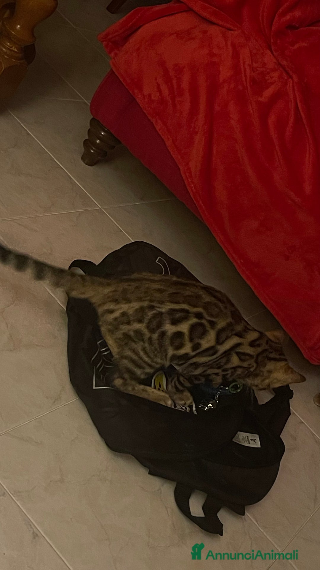 Bengala gatti in vendita: Cucciolo bengala a Provincia di Frosinone - Immagine 7