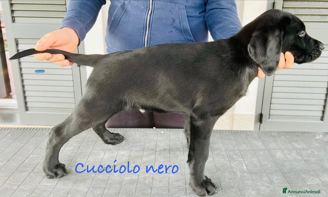 Labrador cani in vendita: Ultimi splendidi cuccioli di Labrador retriever - Annuncio 3
