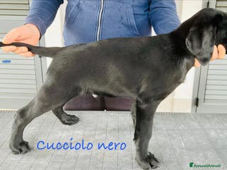 Labrador cani Stupendi cuccioli di Labrador Retriever - Annuncio 18
