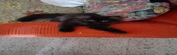 Persiano gatti in vendita: Gatti - Annuncio 1