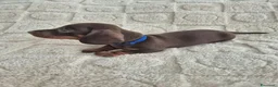 Bassotto cani in vendita: Bassotti Nani  (genetica controllata) - Annuncio 2
