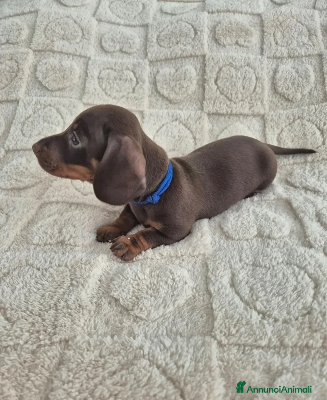 Bassotto cani in vendita: Bassotti Nani  (genetica controllata) - Annuncio 2