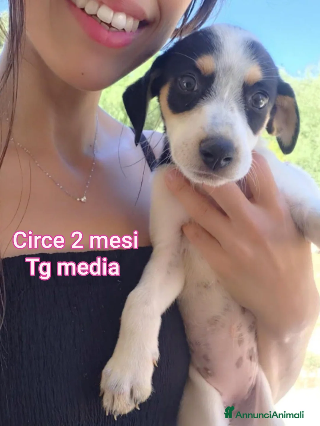 Meticcio cani in regalo: CUCCIOLI ABBANDONATI: URGENTE  a Città Metropolitana di Torino - Annuncio 10