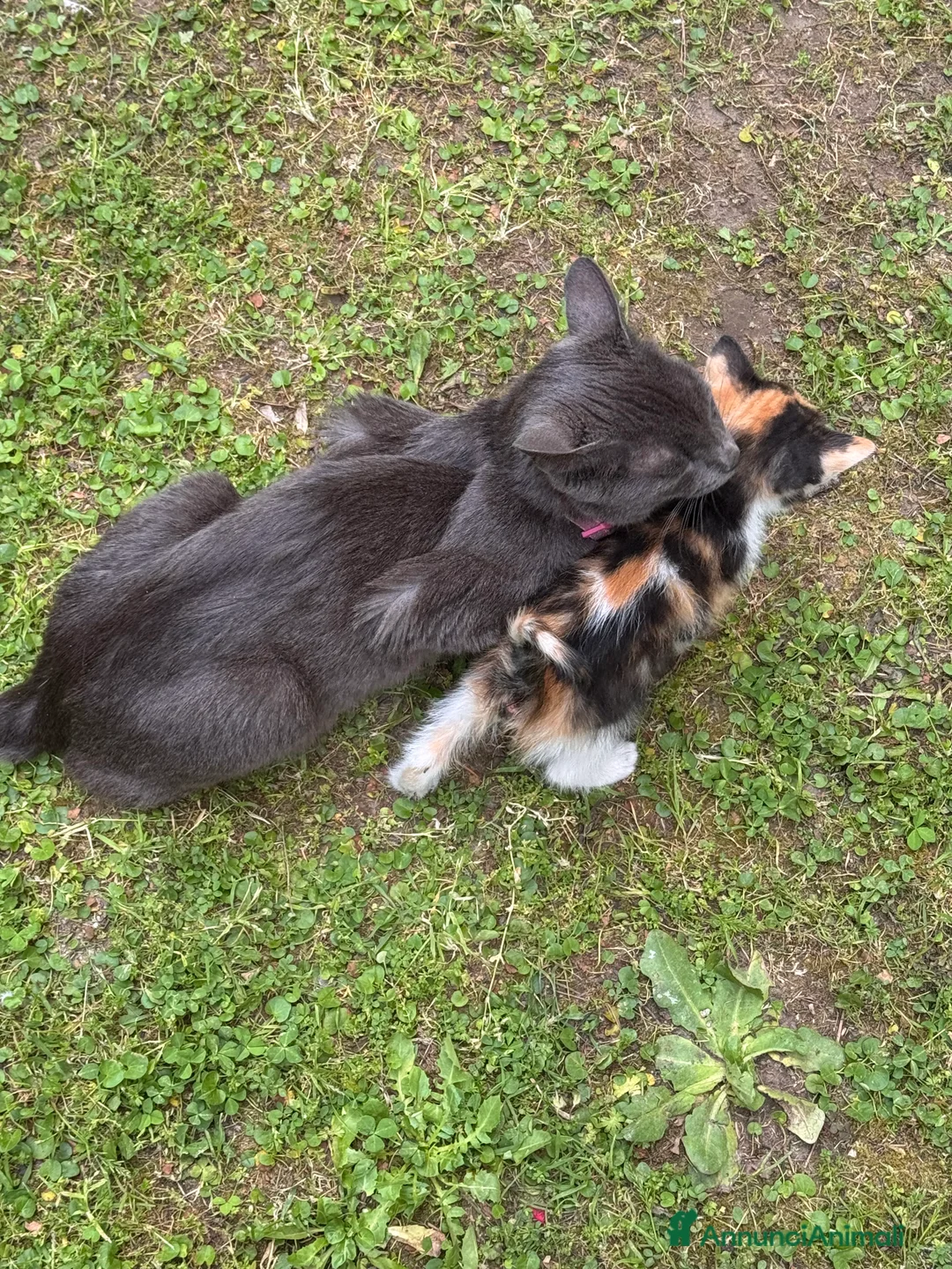 Meticcio gatti in regalo: Cercasi casa per cuccioli  a Città Metropolitana di Napoli - Annuncio 2