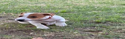Jack Russell cani in vendita: Jack Russel di razza a Provincia di Vicenza - Annuncio 4