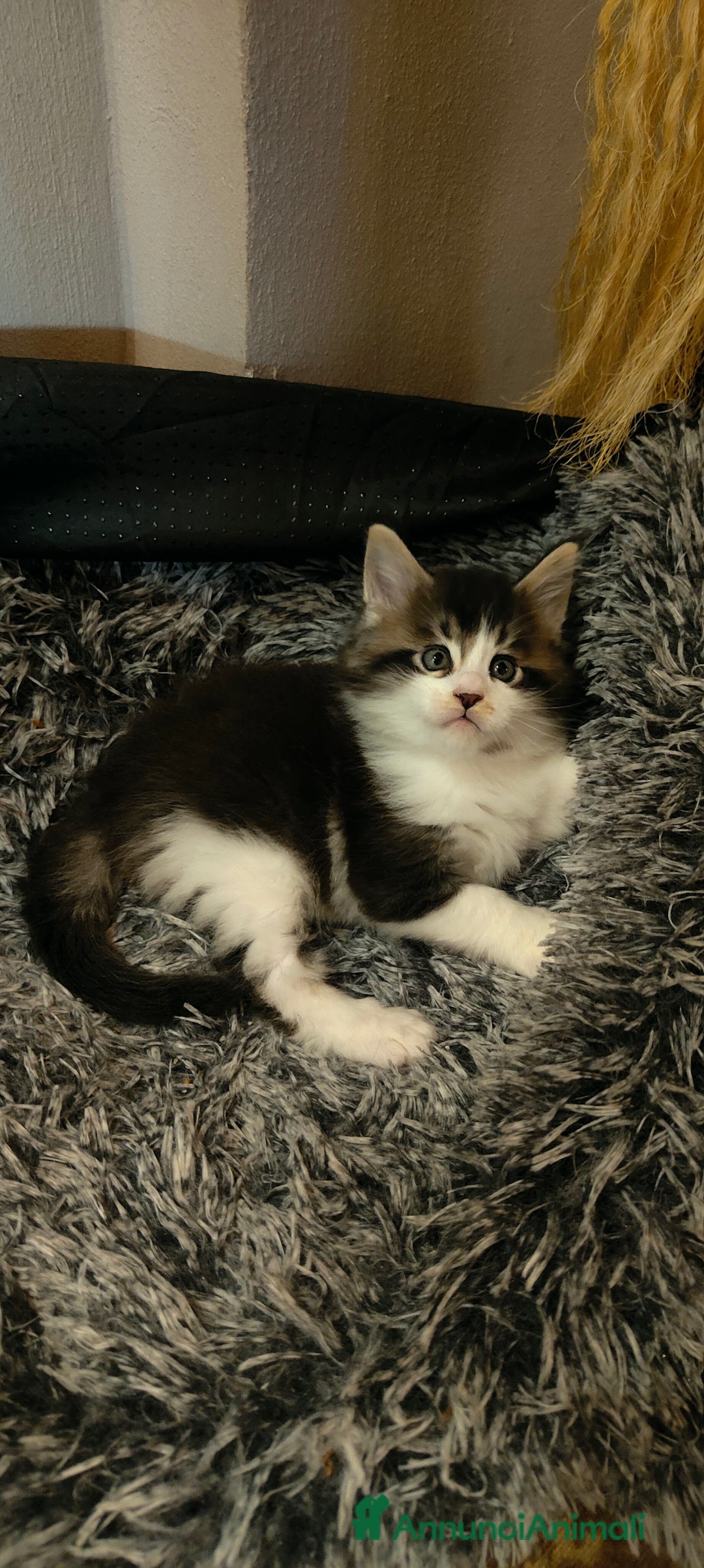 Maine Coon gatti in vendita: piccoli giganti Cattery - Annuncio 29