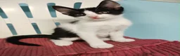 Europeo gatti in regalo: Gattino maschio 3 mesi - Annuncio 2