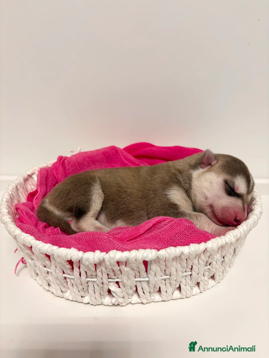 Husky cani in vendita: Cuccioli Siberian Husky con pedigree in vendita  - Annuncio 4