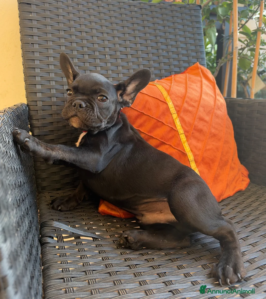 Bulldog Francese cani in vendita: Bulldog Francese  - Annuncio 2
