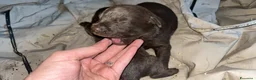 Labrador cani in vendita: Cuccioli di Labrador con Pedigree a Provincia di Varese - Annuncio 4
