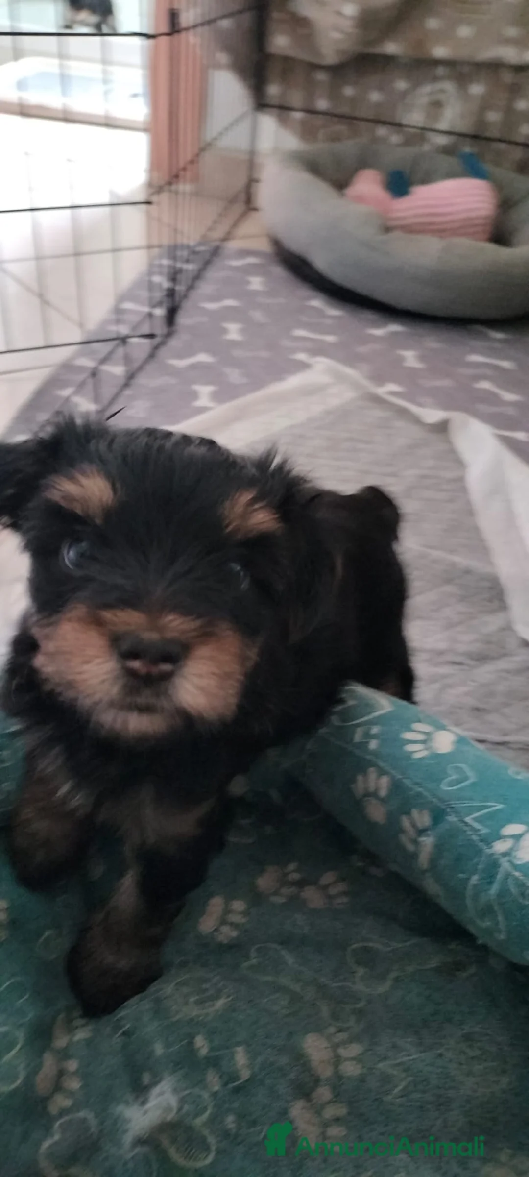 Yorkshire cani in vendita: Cuccioli maschi Yorkshire - Annuncio 7