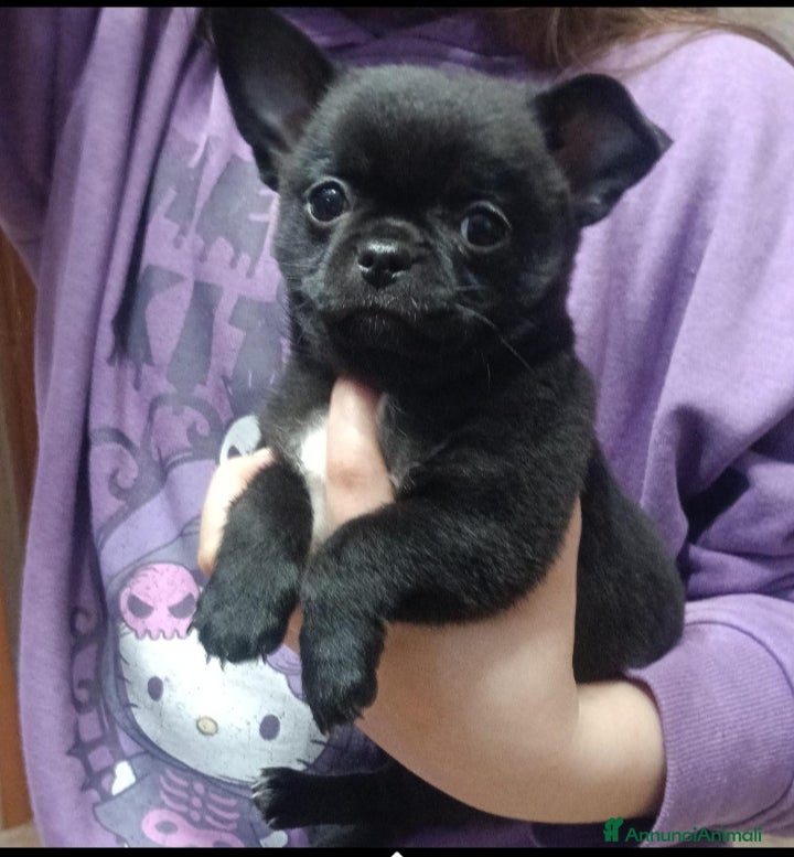 Chihuahua cani Ultimo Chihuahua con pedigree  - Annuncio 1