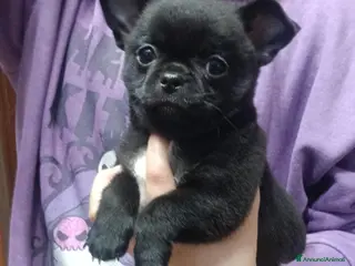 Chihuahua cani Ultimo Chihuahua con pedigree - Annuncio 1