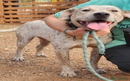 Meticcio cani in regalo: Molossino 2anni mollato 1anno fa..in canile.COSENZ a Città metropolitana di Milano - Immagine 7