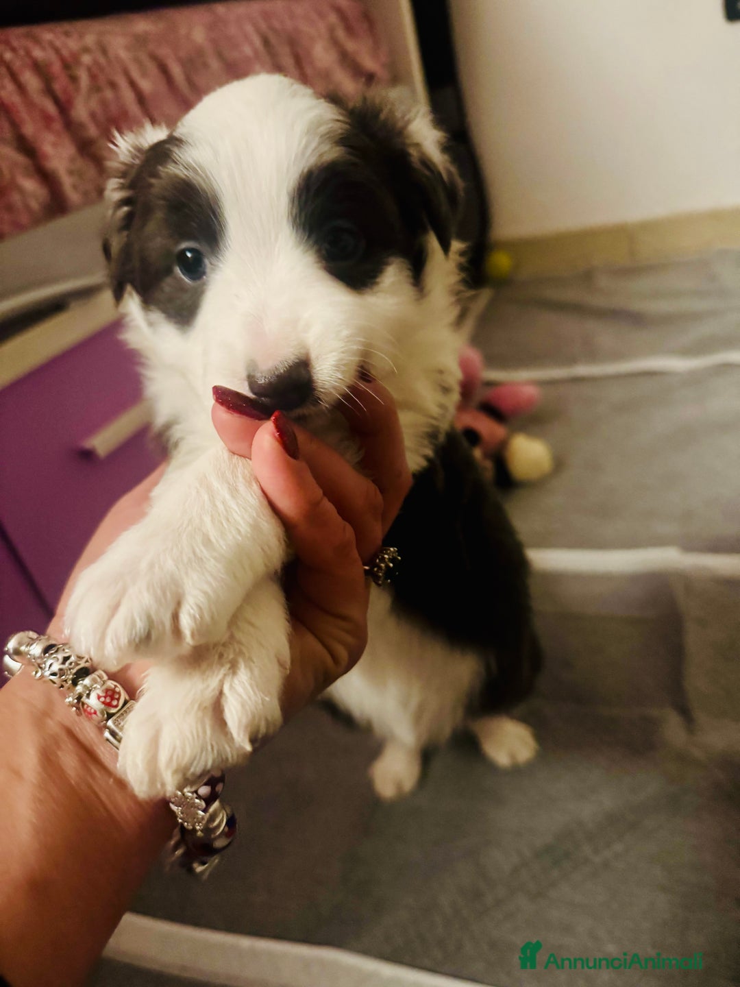 Border Collie cani in vendita: Cucciola Border collie  - Annuncio 7