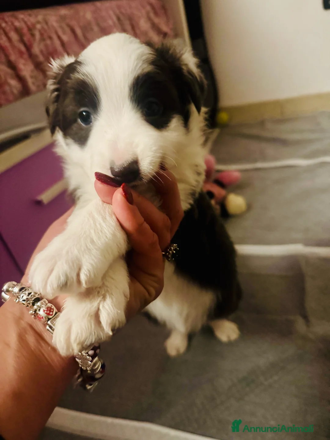 Border Collie cani in vendita: Cucciola Border collie  - Annuncio 7