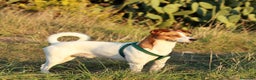 Jack Russell cani per accoppiamento: Jack Russel Parson cerca compagna  - Annuncio 2
