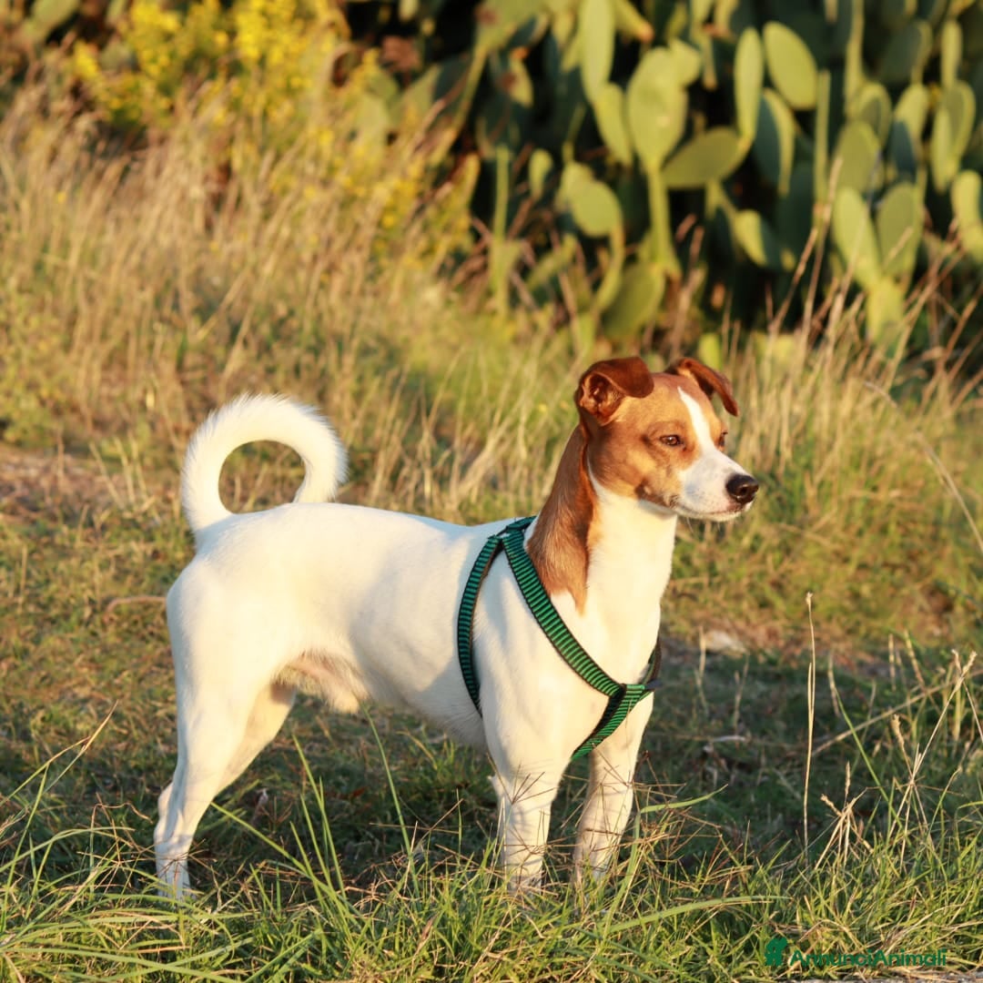 Jack Russell cani per accoppiamento: Jack Russel Parson cerca compagna  - Annuncio 2