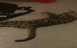 Bengala gatti in vendita: Cucciolo bengala a Provincia di Frosinone - Immagine 8
