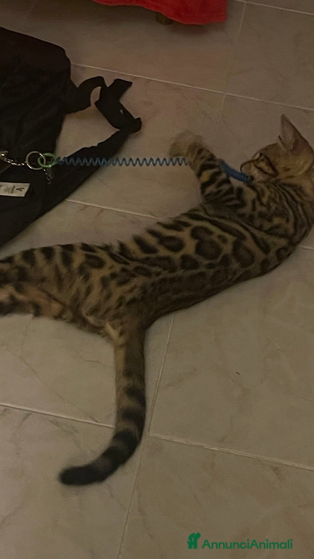 Bengala gatti in vendita: Cucciolo bengala a Provincia di Frosinone - Immagine 8