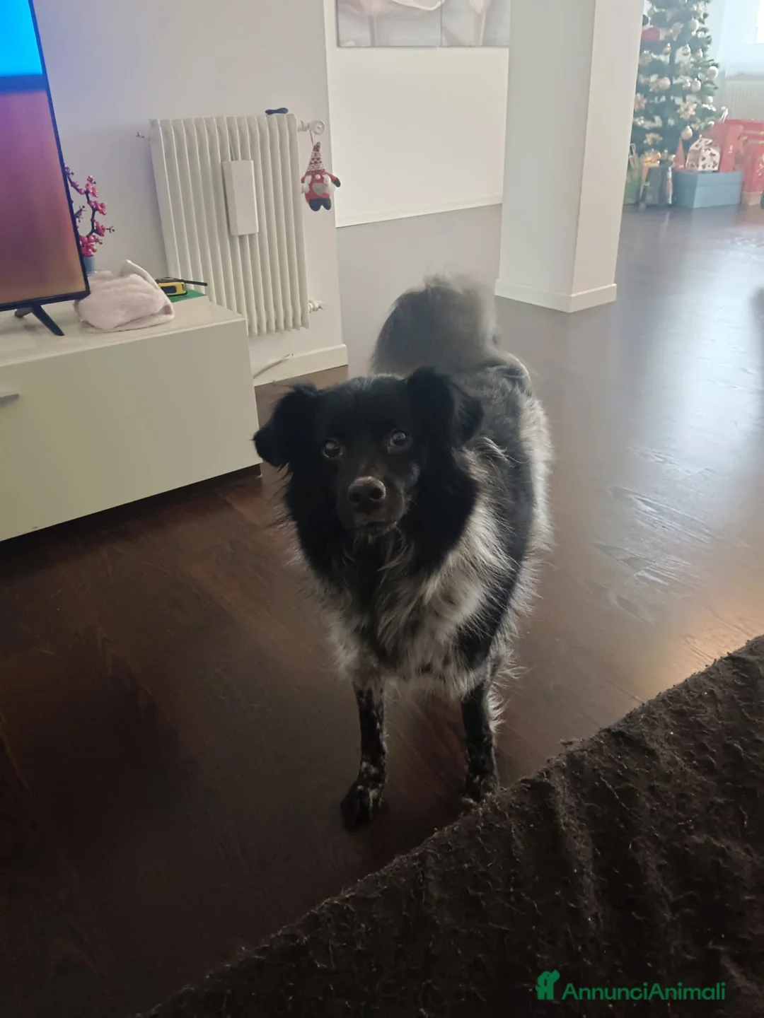 Meticcio cani in regalo: Macchia a Provincia di Vicenza - Annuncio 3