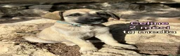 Meticcio cani in regalo: CUCCIOLI, URGENTE: TEMPO SCADUTO  a Provincia di Arezzo - Annuncio 1