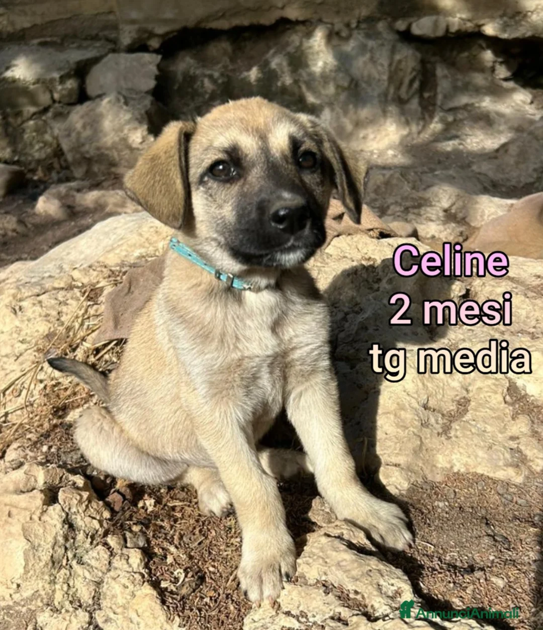 Meticcio cani in regalo: CUCCIOLI, URGENTE: TEMPO SCADUTO  a Provincia di Arezzo - Annuncio 1