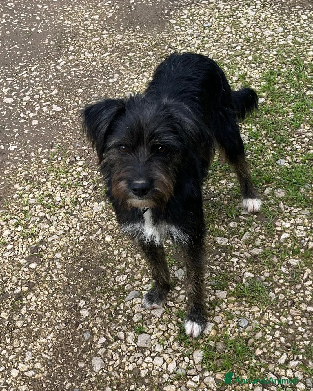 Meticcio cani in regalo: Cucciola  - Annuncio 2