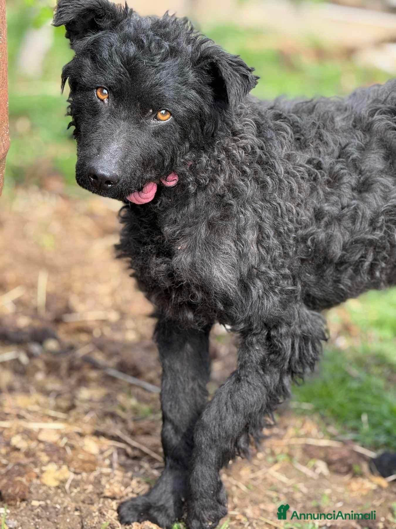 Meticcio cani DUSTIN, giovanissimo mix PULIN buonissimo. - Annuncio 11